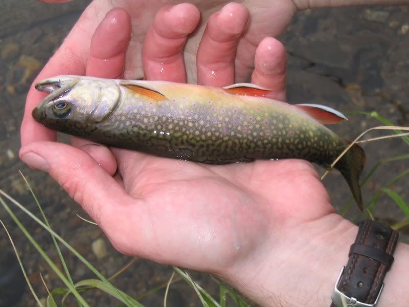 Baby Brook Trout Photo by ntraggis Photobucket